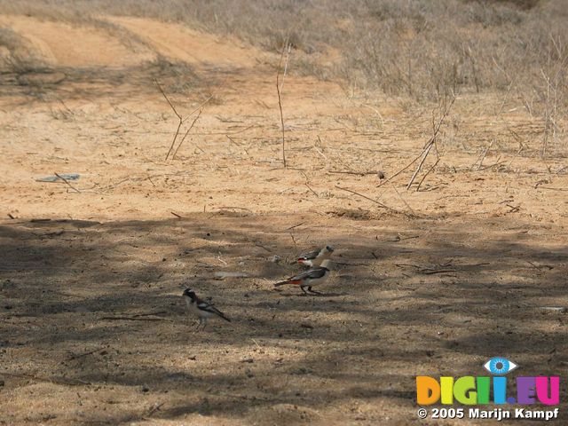 14000 Birds in the shade